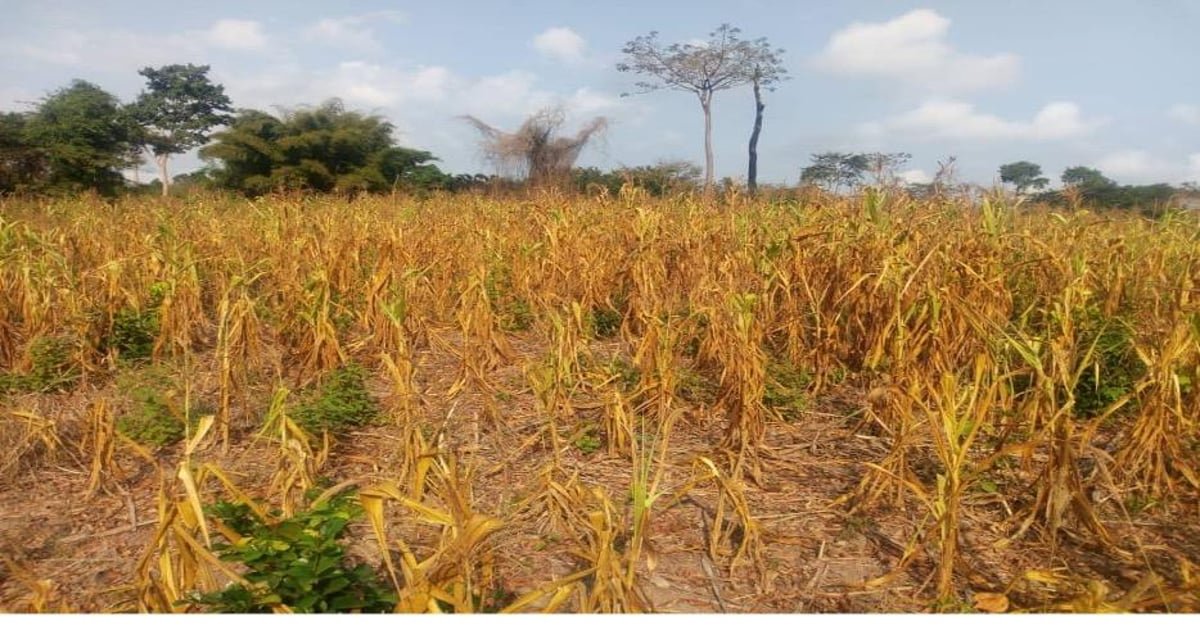 Severe Drought Hits The Northern Parts of Ghana 1 drought