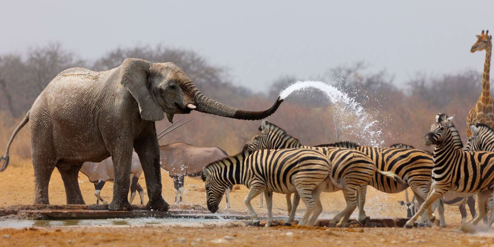 Namibia to Slaughter Over 700 Wild Animals, Including Elephants and Hippos, to Combat Hunger Amid Drought 1 namibia