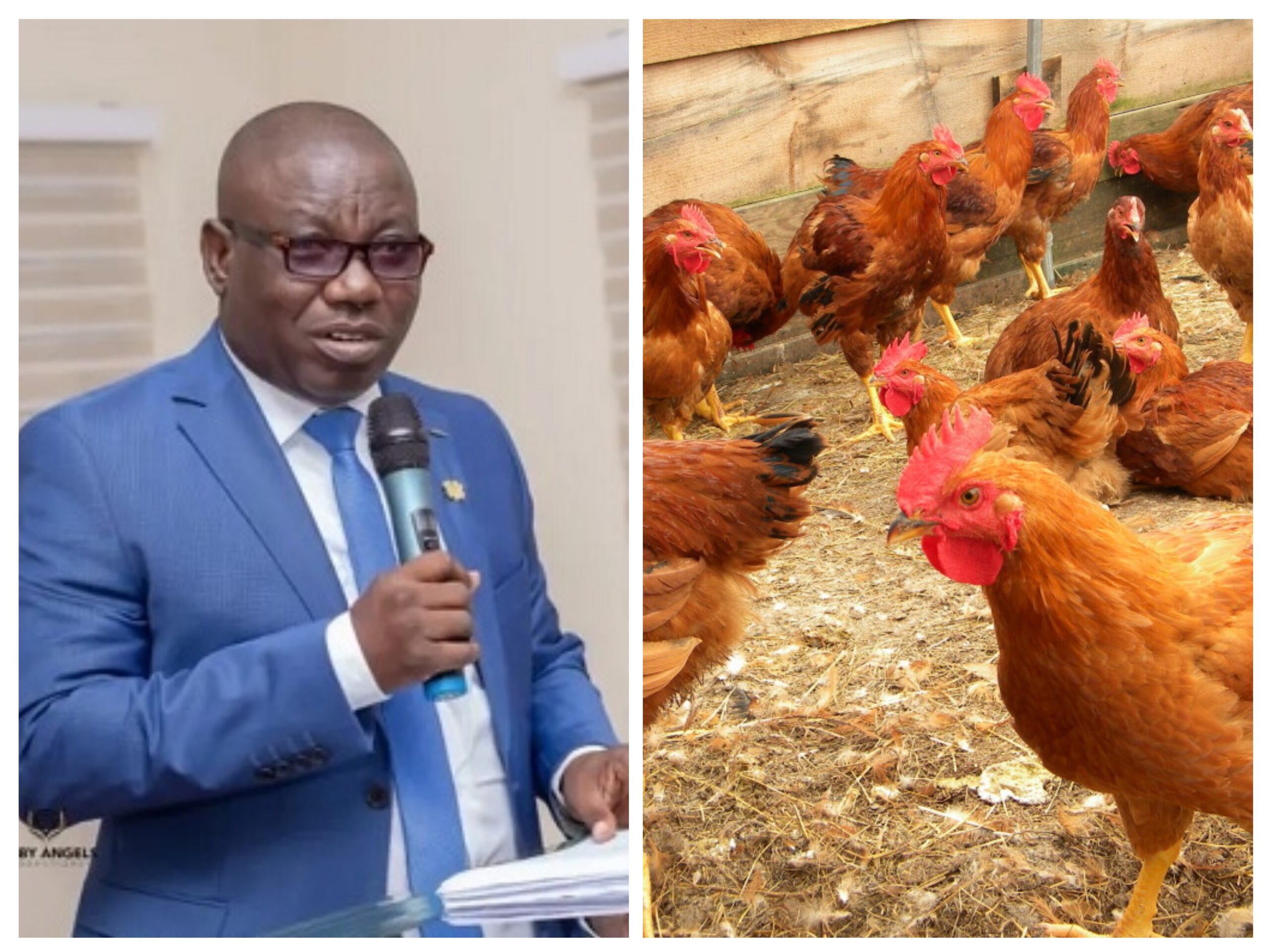Government Strengthens Support for Local Poultry Industry to Cut $300Million Chicken Imports Annually– Adongo 1 Gov