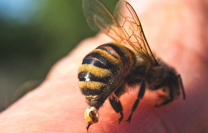 Bee Stings Are Medicinal, a Sting or 2 Is Good – Ghanaian Researcher 1 Bee stings,Medicinal