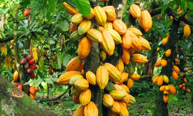 Ato Forson Announces Plan to Acquire 200,000 Hectares for Cocoa Revitalization 1 Ato