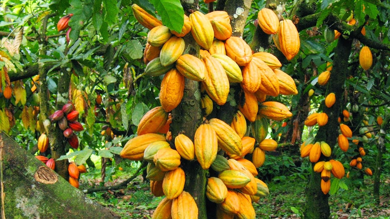 Ato Forson Announces Plan to Acquire 200,000 Hectares for Cocoa Revitalization 1 Ato