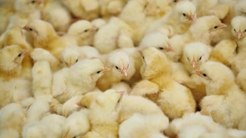 Gov't Rolls Out Procurement for ‘Nkoko Nkitinkiti’ Poultry Initiative 2 Gov't Rolls Out Procurement for ‘Nkoko Nkitinkiti’ Poultry Initiative