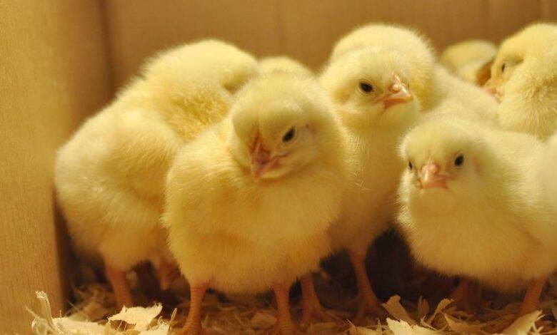 Gov't Rolls Out Procurement for ‘Nkoko Nkitinkiti’ Poultry Initiative 1 Procurement,Nkoko