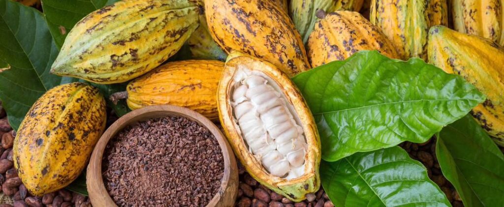Remarkable Uplift: Ghana Unveils Free Tertiary Scholarships for Children of Cocoa Farmers 3 cocoa tertiary scholarship scheme