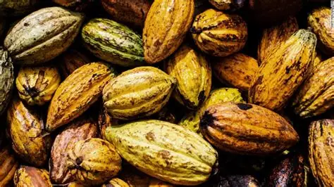 eu-cocoa-warning-ghana-cote-divoire