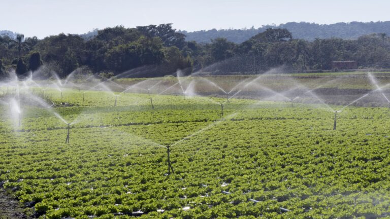 2025 national best farmer urges government to prioritize irrigation infrastructure