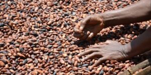 Cabinet reviews cocoa sector challenges 