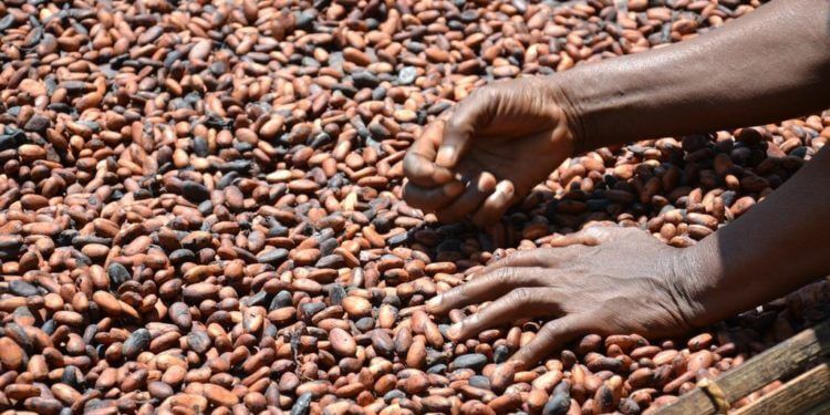 Cabinet reviews cocoa sector challenges 