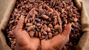Government reduces price of 64kg cocoa bag from GHS 3,625 to GHS 2,587 for remainder of 2025/2026 season