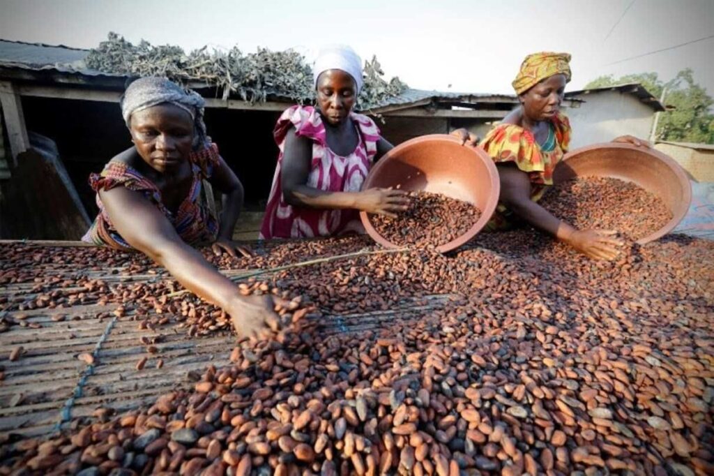 Ivory Coast cocoa piles up as exporters reject fixed farmgate price amid global market slump 3
