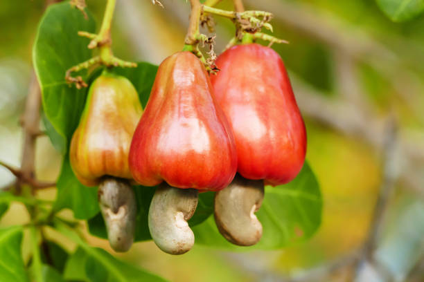 TCDA reassures quality supply of cashew