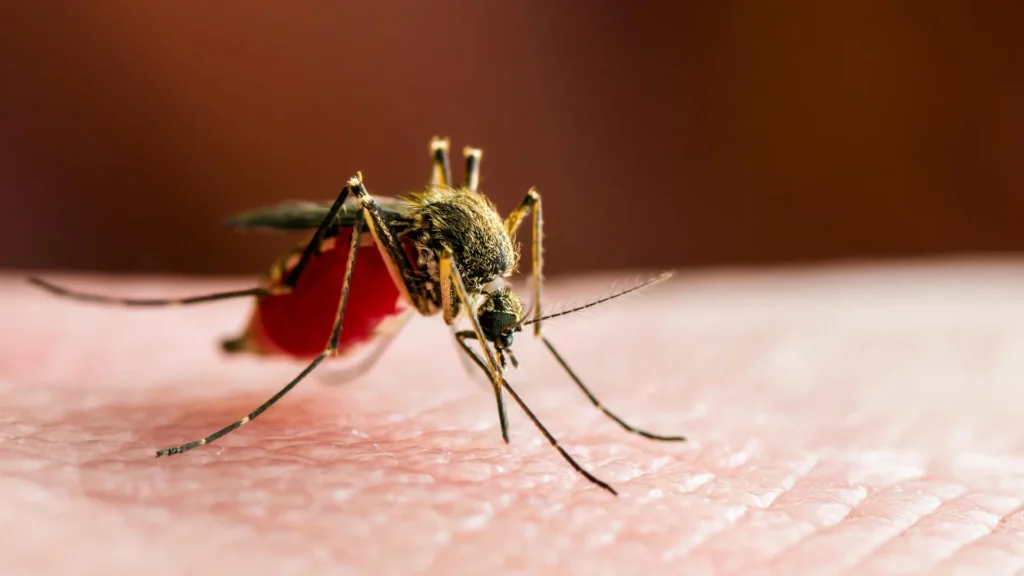 Study warns tropical Chikungunya disease now capable of spreading across most of Europe 3 Chikungunya