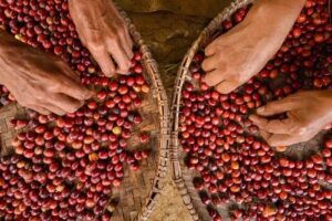 Coffee-growing countries face rising heat that threatens global supply
