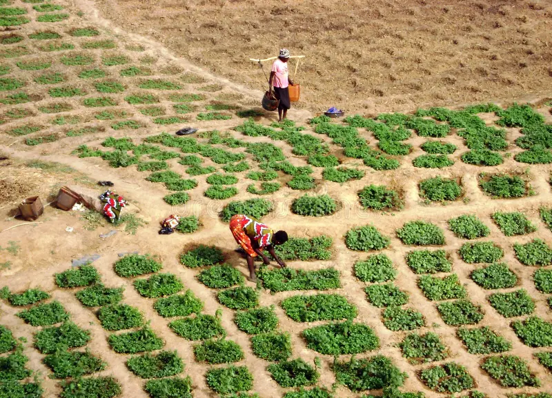 Agriculture in Ghana