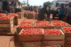 Ghana moves to engage Burkina Faso over tomato export ban amid looming supply crisis 4 Ghana moves to engage Burkina Faso over tomato export ban amid looming supply crisis